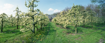823793 Gezicht op een in bloei staande boomgaard in de omgeving van Bunnik.
